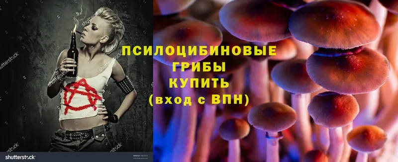 цена   Александровск-Сахалинский  Псилоцибиновые грибы Psilocybine cubensis 